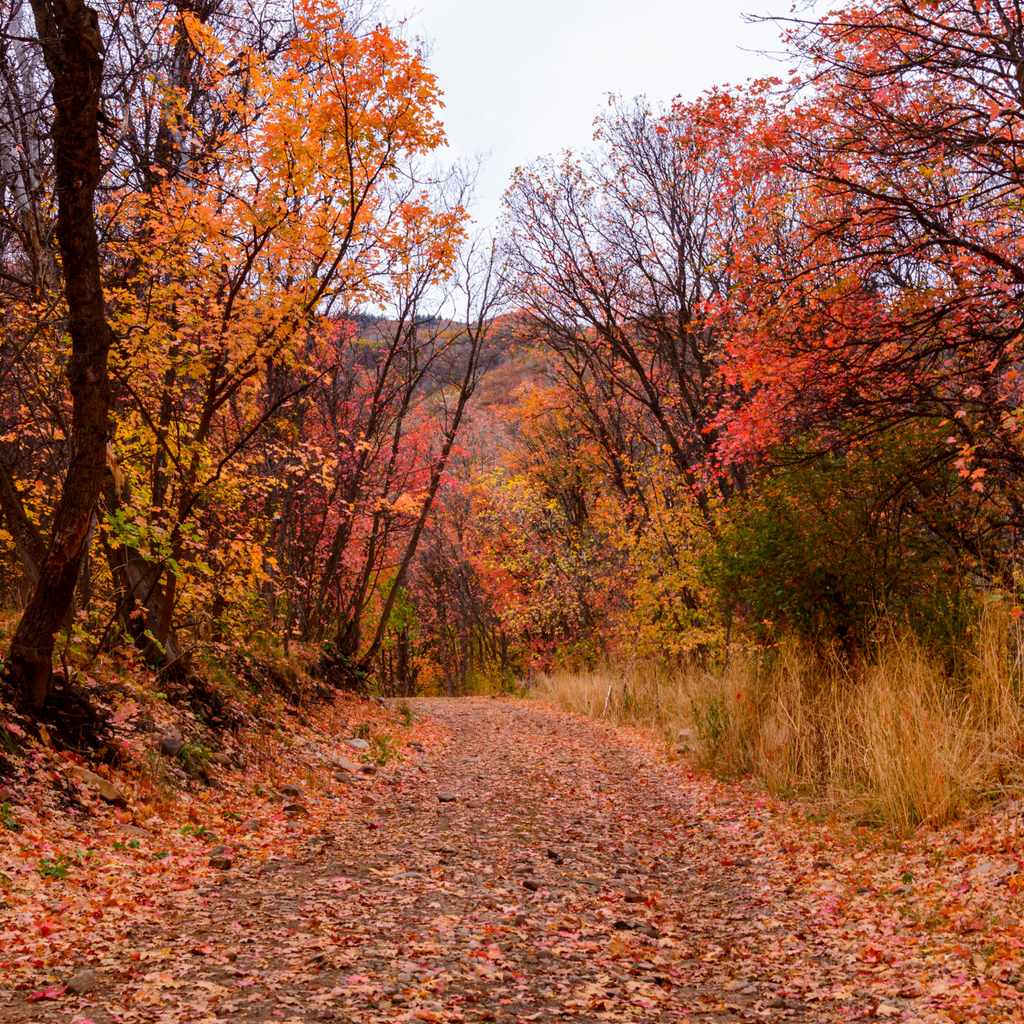 Beyond Pumpkin Spice: A Deep Dive into Fall's Impact on Migraines
