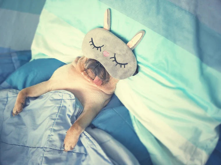 A pug rests in a human bed, with it's head on the pillow, it's body under a blanket, and an eye mask over its eyes. 