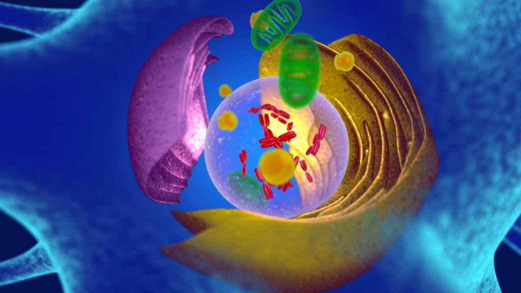 Digital photo of a mitochondria - the power house of a cell and the body