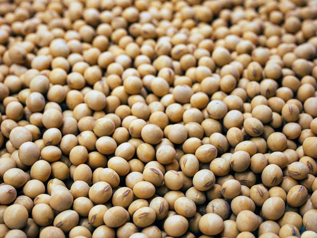The Soy Trap: Estrogen, Iodine, and Your Thyroid
