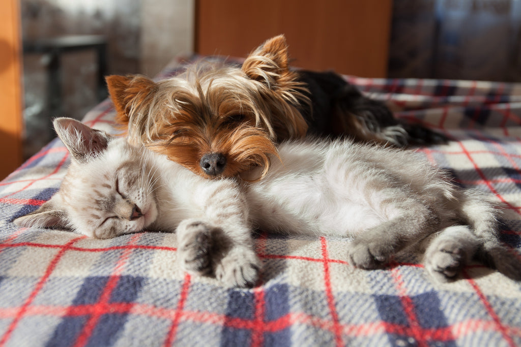 Pets and the Loving Way that They Heal Us